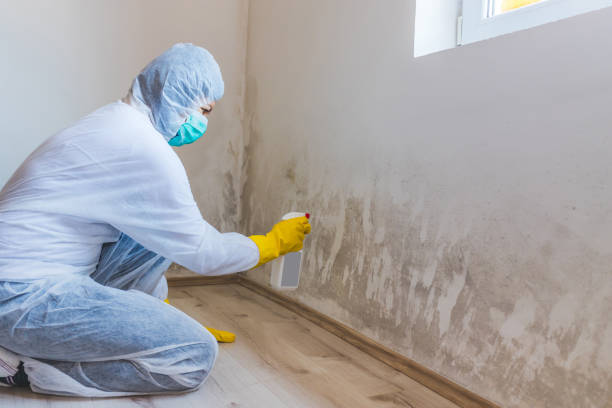 Best Mold Damage Restoration  in Holcom, KS